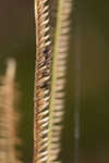 Saltmarsh fingergrass